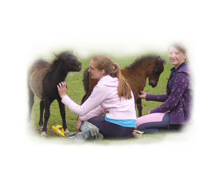 Miniature horses are gentle and sociable