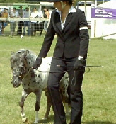 Miniature-horses-for-showing