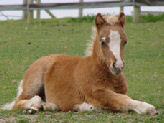 Miniature-horse-Hampshire